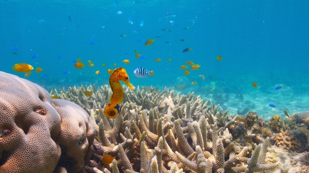 Puff: Wonders of the Reef Trailer Follows a Baby Pufferfish Across the  Great Barrier Reef