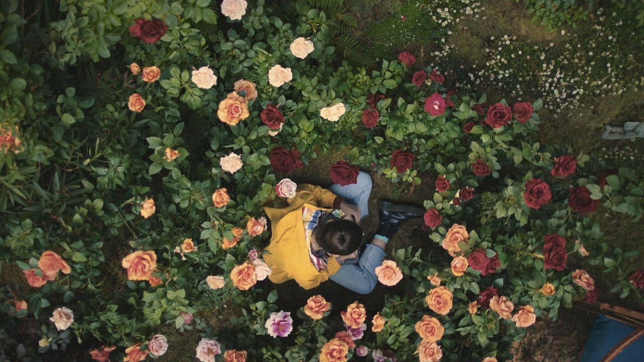 The couple in a big field of flowers, overhead shot