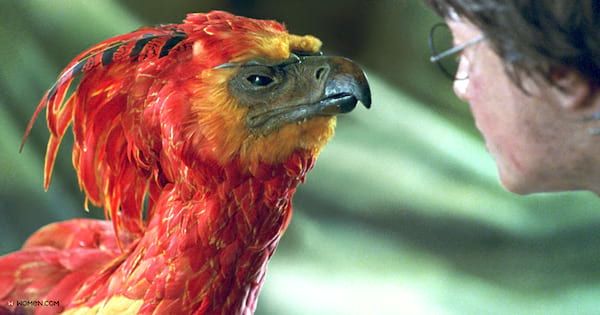 These Are Harry Potter Creatures We Wish Were Real