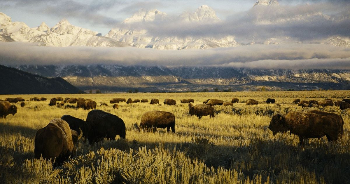 A herd of bison graze in an open plain. 