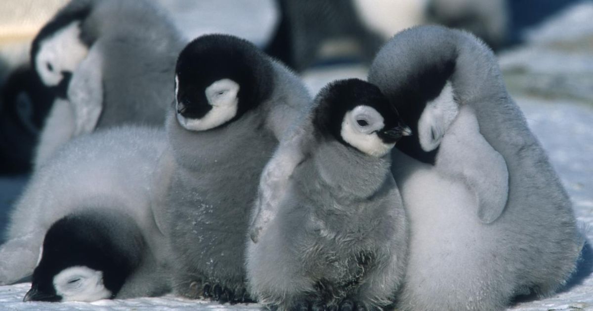 Several baby penguins sit or lay around one another.