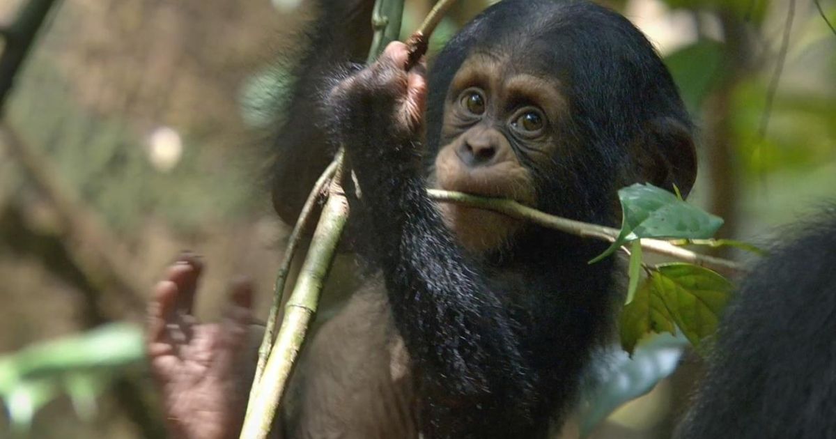 A baby chimpanzee clutching a small branch as he holds an even smaller one in his mouth.