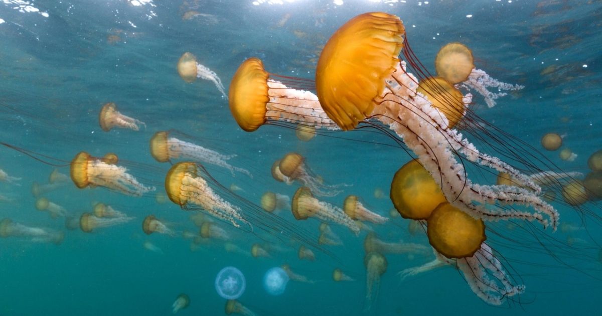 A school of jellyfish swimming together.
