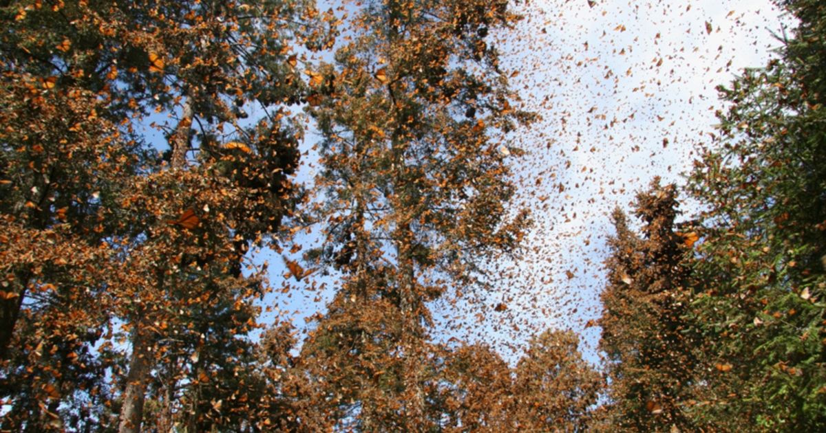 Hundreds of butterflies dotting the sky and surrounding trees.