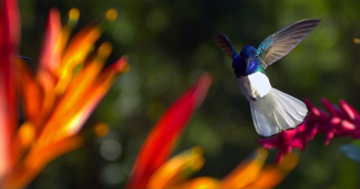 The camera is focused on a hummingbird as several out of focus flowers surround it.