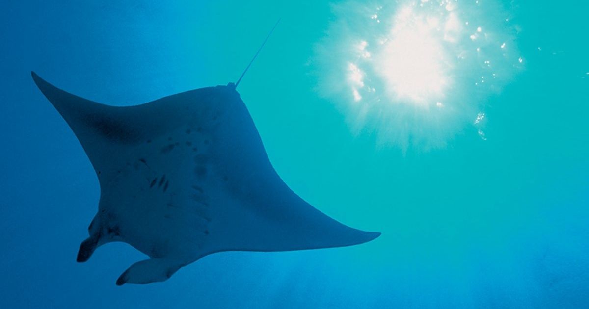 The underside of a manta ray as it swims by in the open sea.