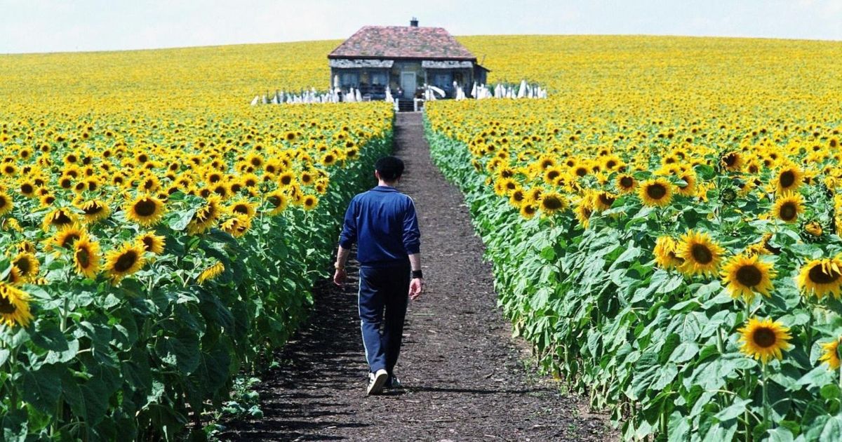 Elijah Wood walks through a path of sunflowers in Everything is Illuminated