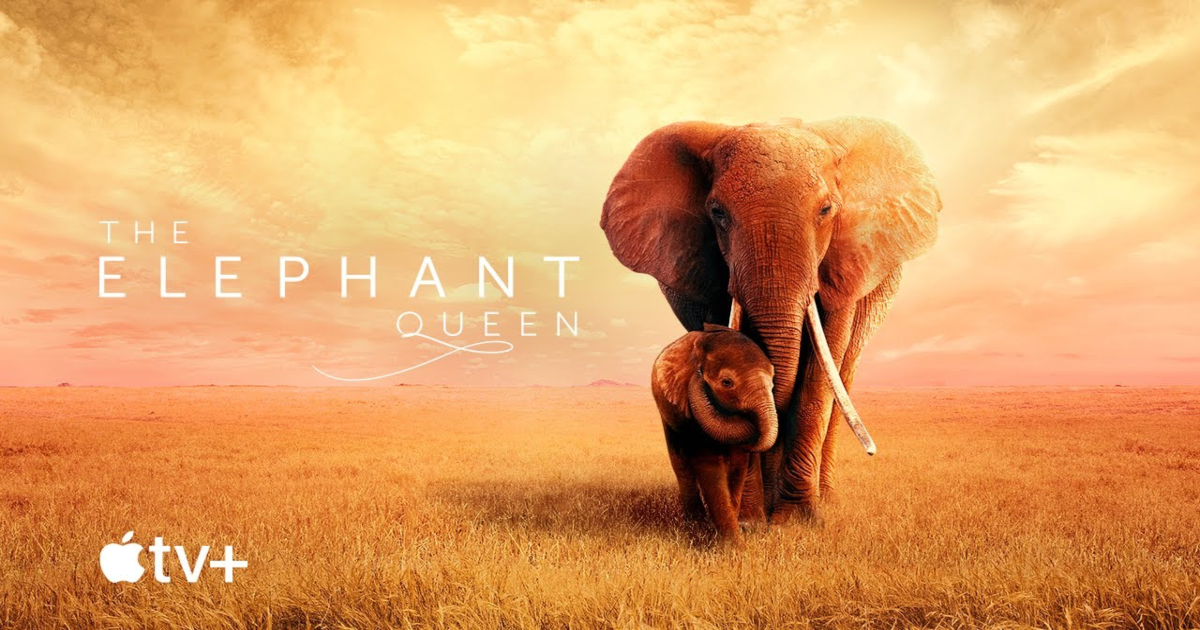 The Elephant Queen cover pic