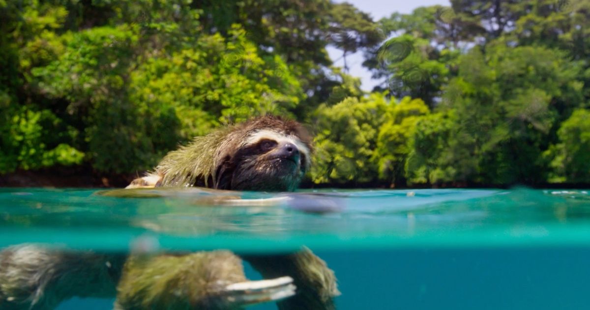 A sloth in Planet Earth II