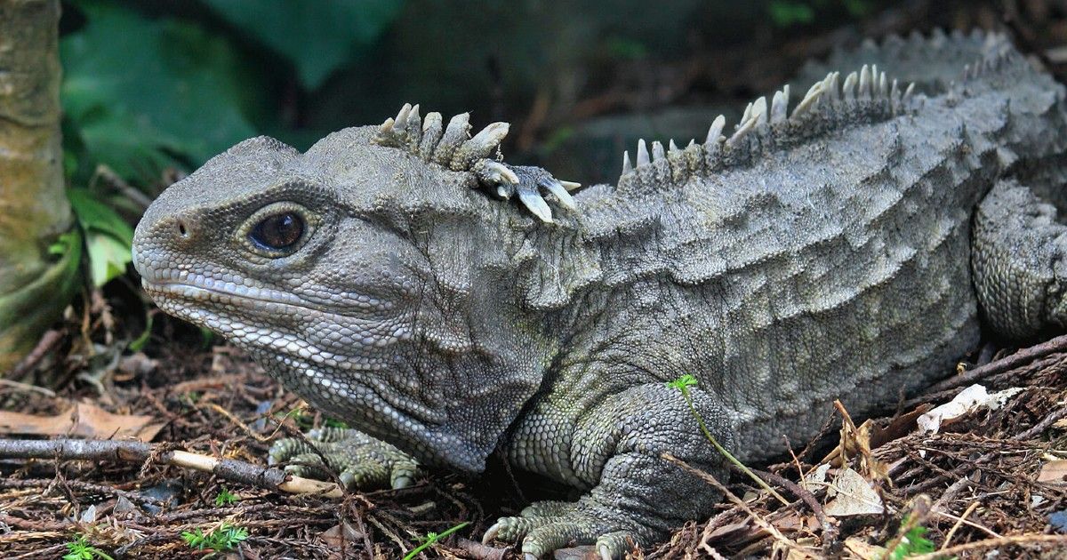 tuatara turtles all the way down