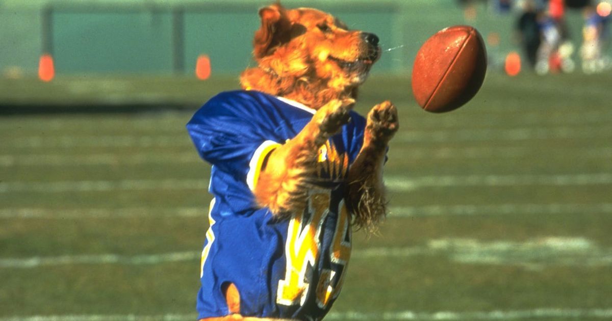 Air Bud Golden Receiver with football