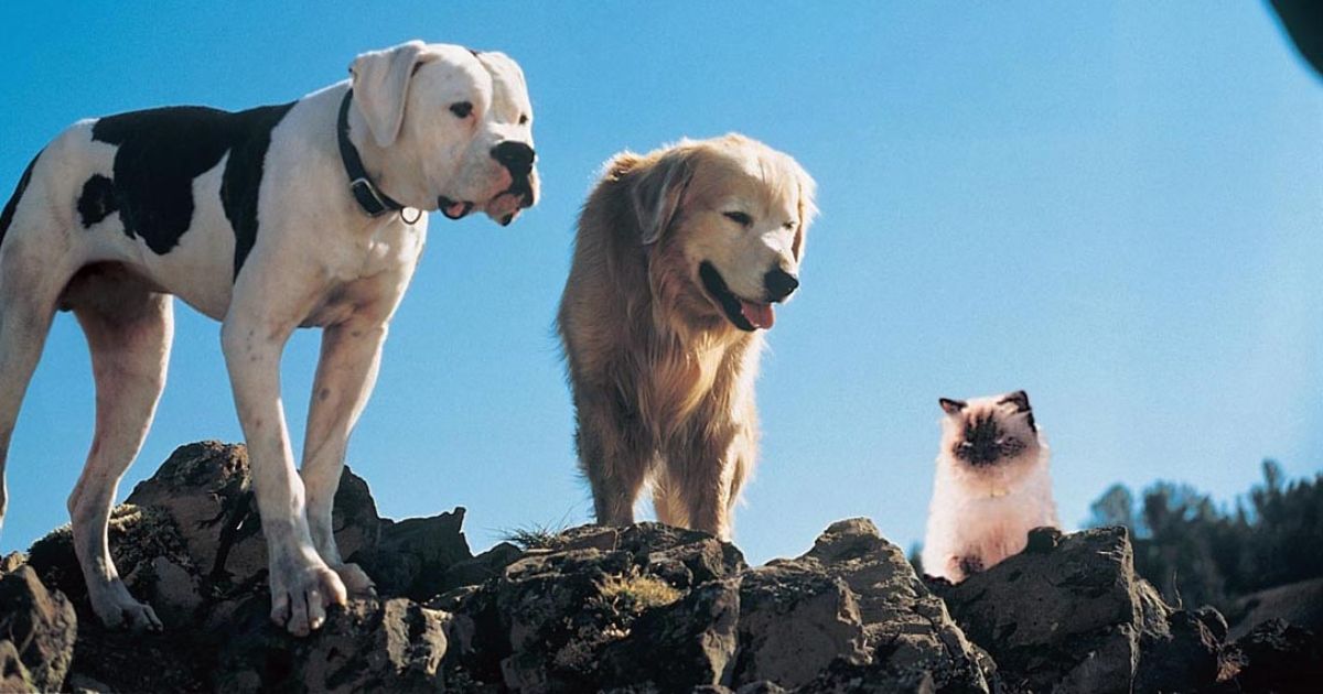 The 10 Best Dogs in Disney Movies, Ranked