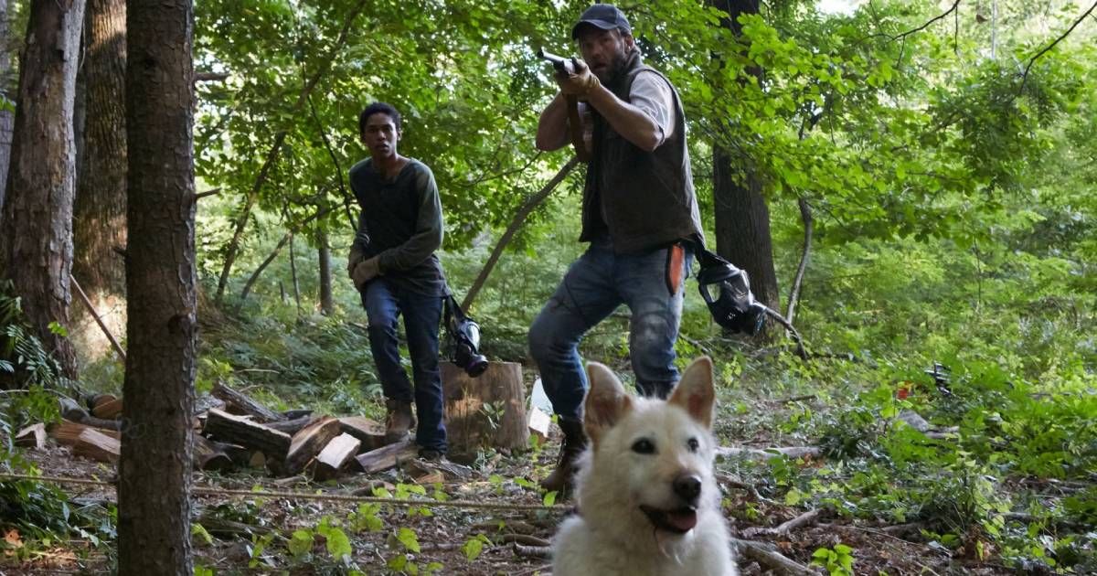 Best Joel Edgerton Movies, Ranked