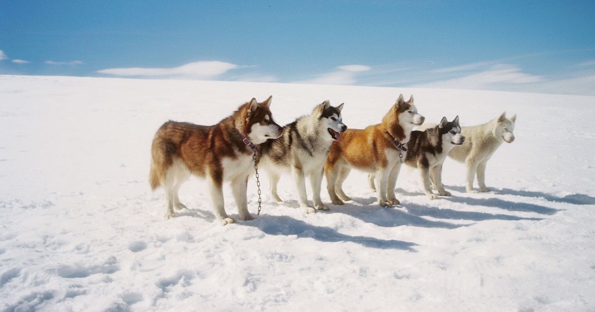 Five of the eight sled team dogs