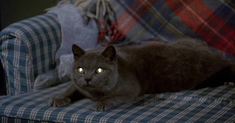 Pet Sematary: The 12 Biggest Differences Between the Movies and Stephen ...