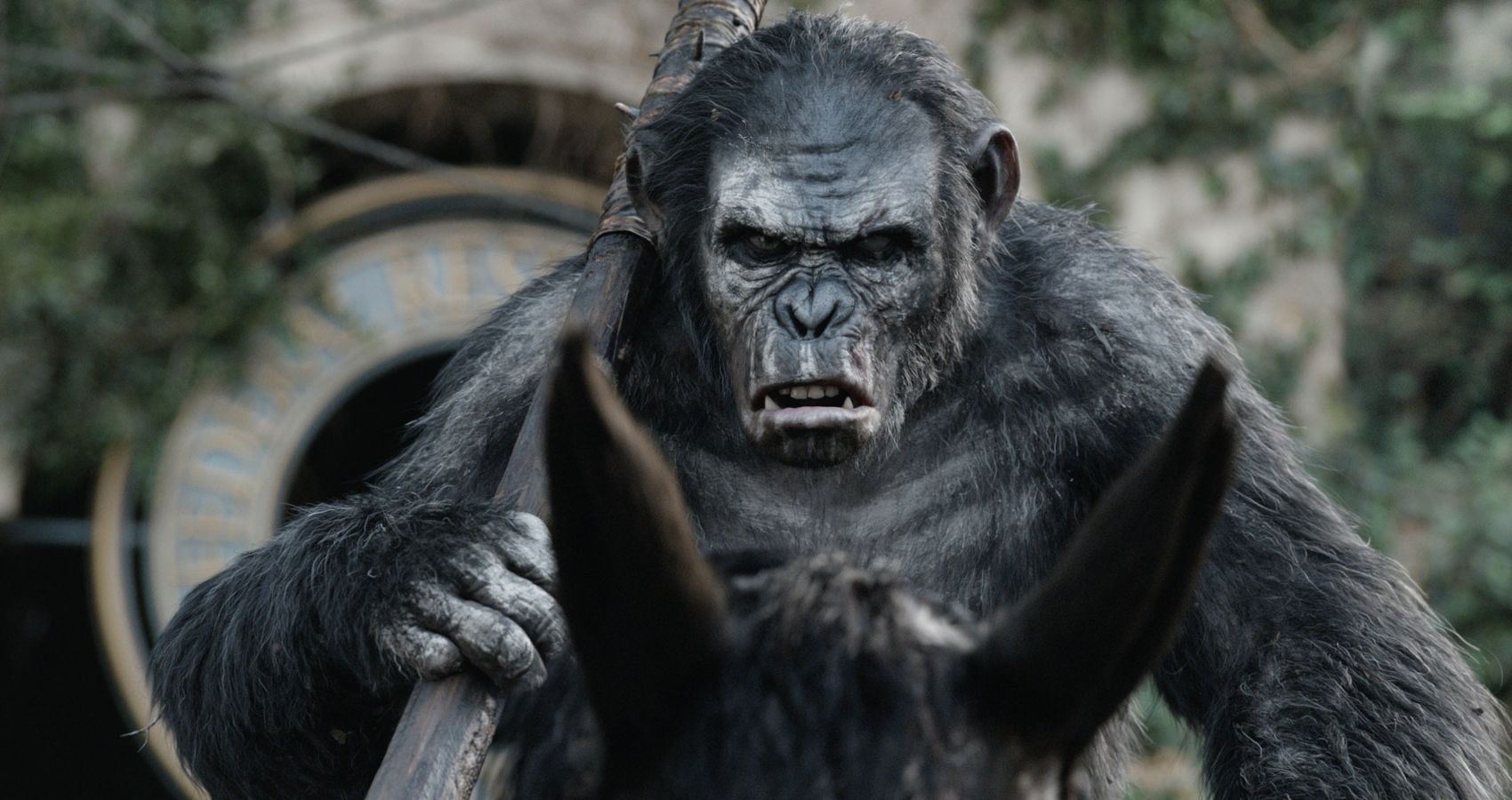 Toby Kebbell as Koba in Dawn of the Planet of the Apes