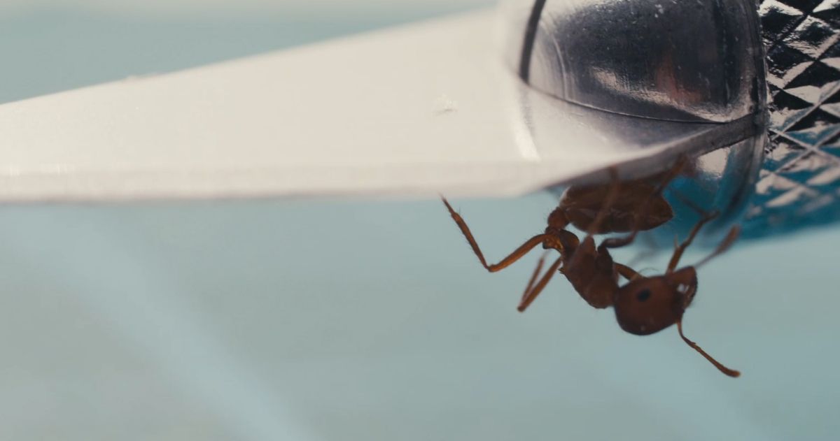 Ant in Extreme closeup in Masking Threshold movie from Johannes Grenzfurthner