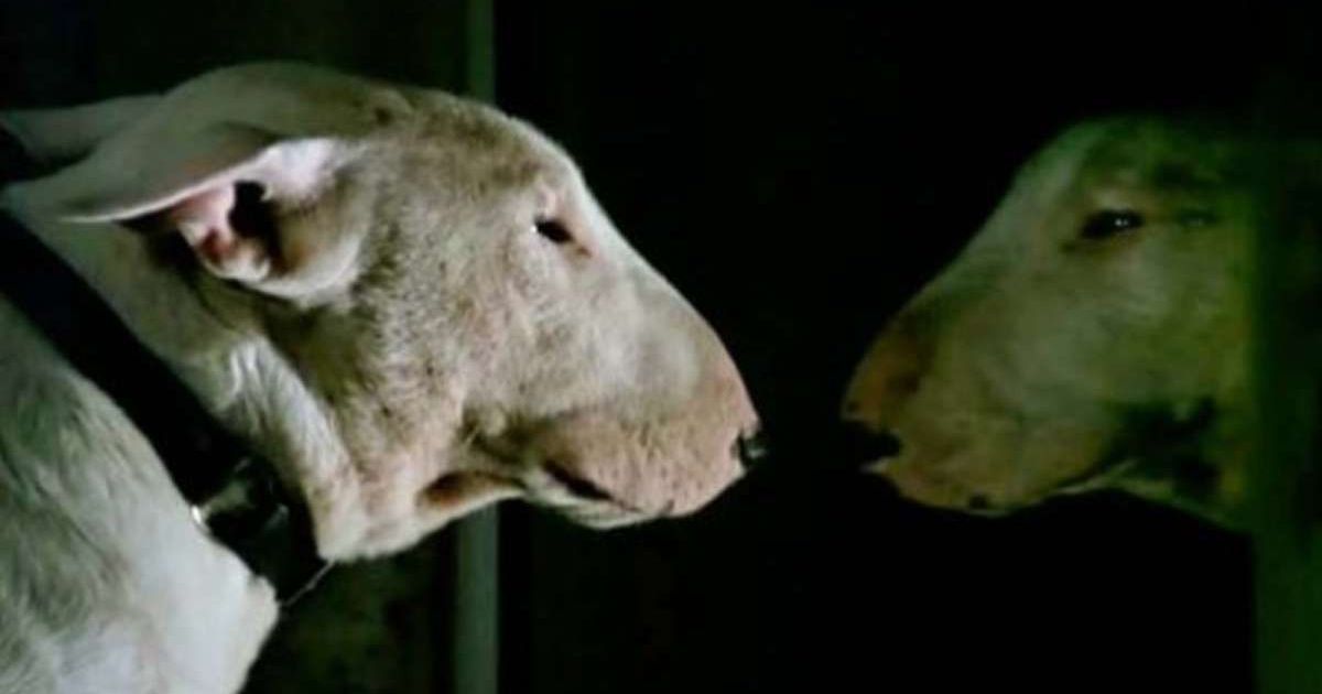 Best French Horror Movies of the 20th Century, Ranked