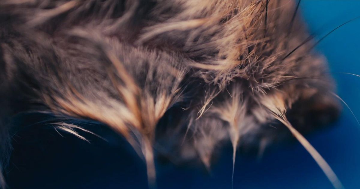 Dead fur in Extreme closeup in Masking Threshold movie from Johannes Grenzfurthner