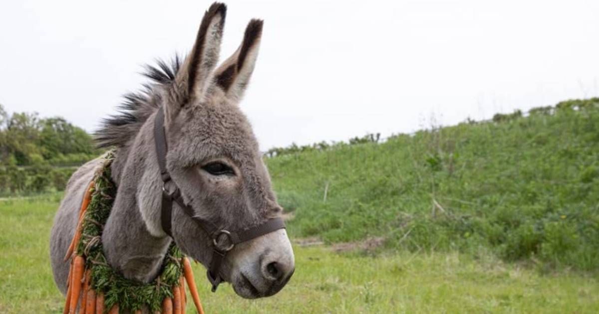 The Titular Donkey Will Make You Weep