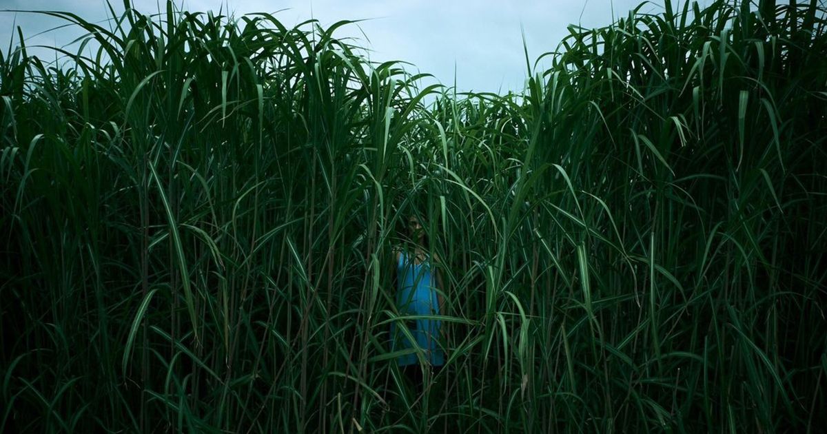 The supernatural horror drama In the Tall Grass