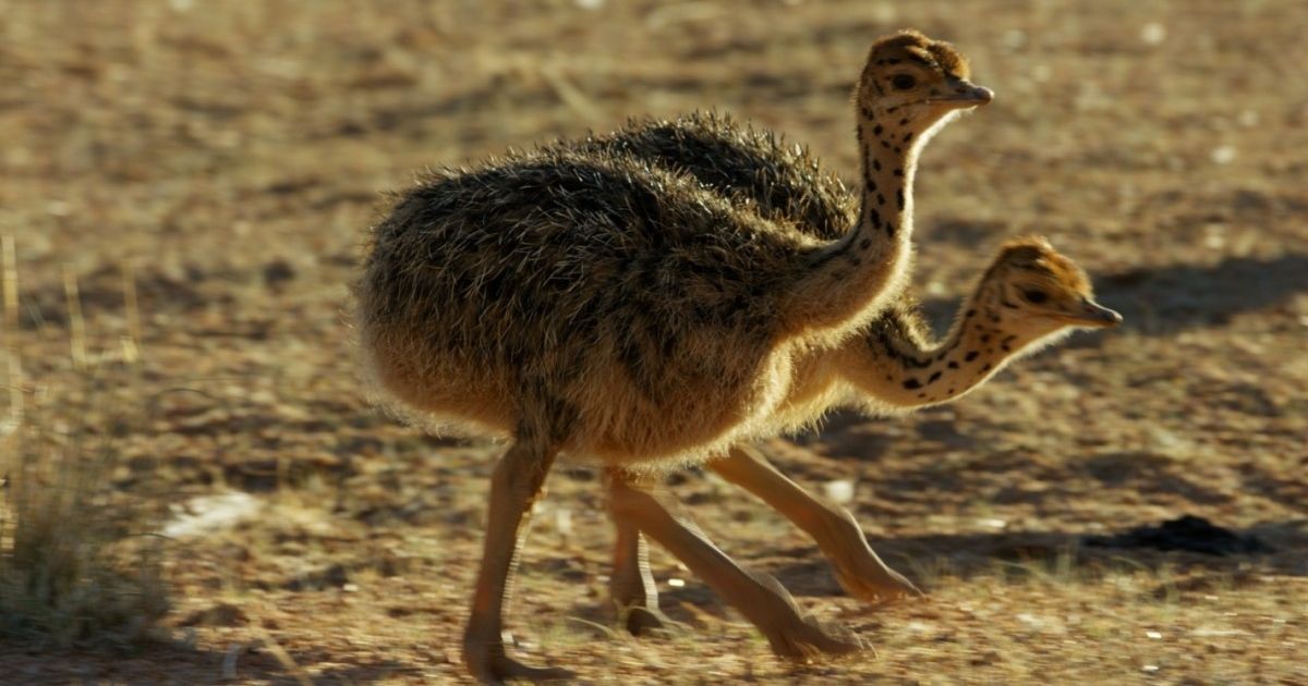 A couple of baby ostriches