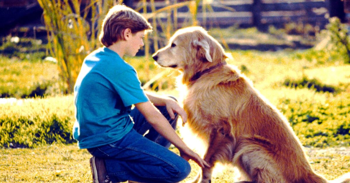 A scene from Homeward Bound: The Incredible Journey
