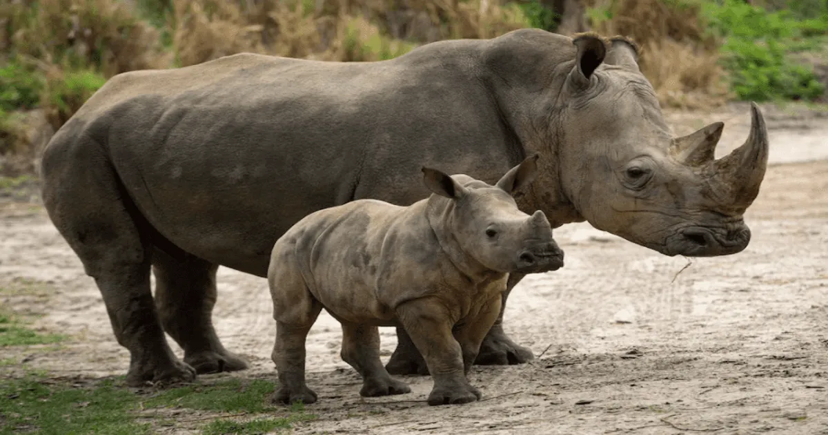 Rhinos in Magic of Disney's Animal Kingdom