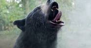 The Best Bear Movies Ranked