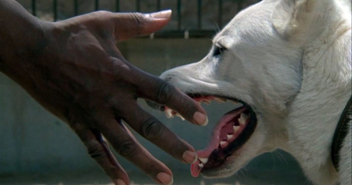 White dog and black hand in Samuel Fuller movie
