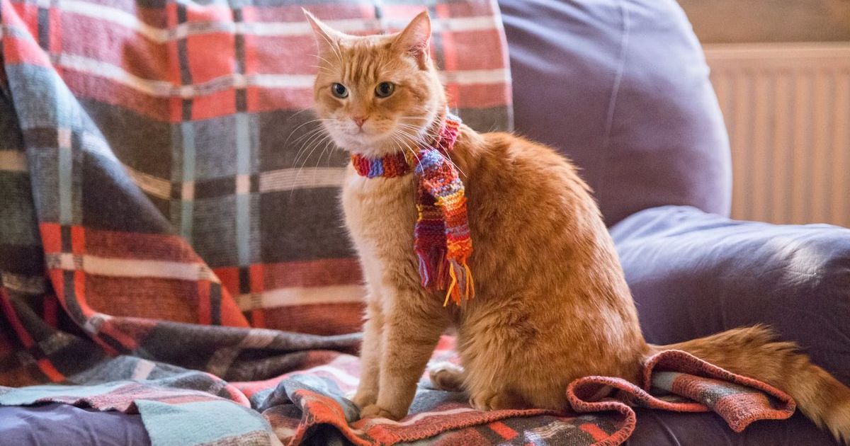 10 Purrfect Movies for Cat Lovers
