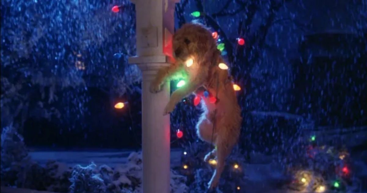 Barney the dog tangled up and stuck in christmas lights
