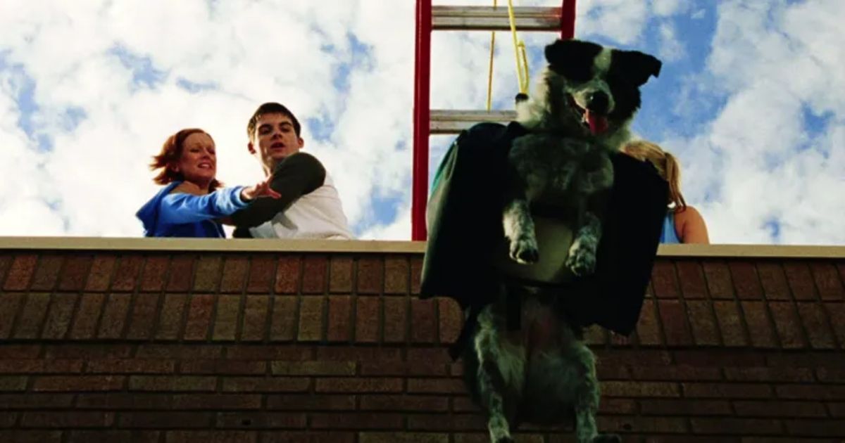 Chips, a border collie, being lowered off of a building in dawn of the dead