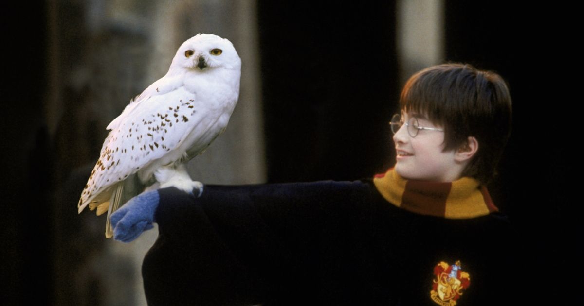 harry potter-edwiges