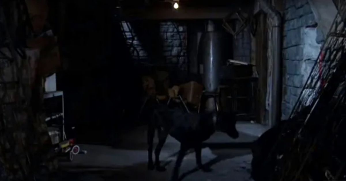 Henry the dog from The Amityville Horror in the basement