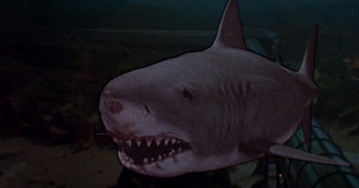 Jaws Setting The Best Movies Set In Florida, Ranked