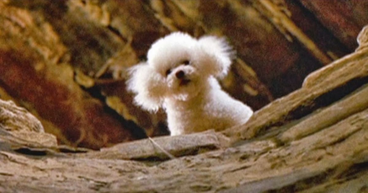 Precious the dog looking over a ledge in Silence of the Lambs