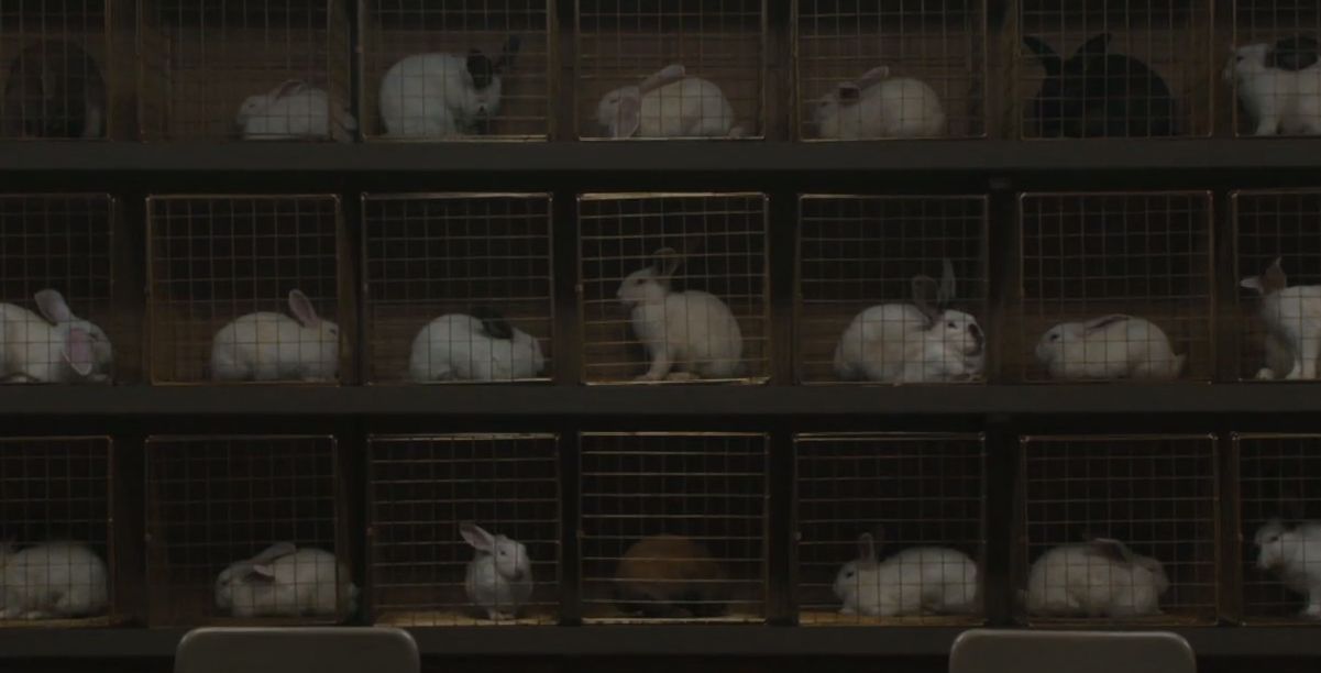 Rabbits in Us