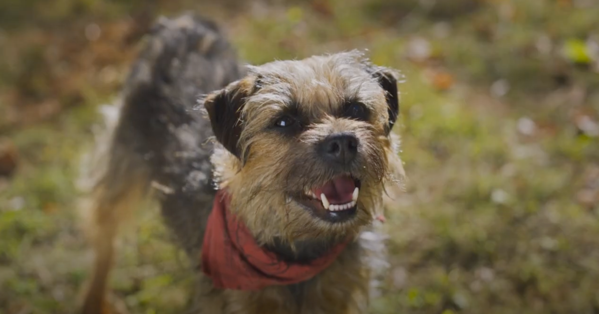 Strays Review A Canine Laugh Riot Cleverly Tackles Pet Abuse