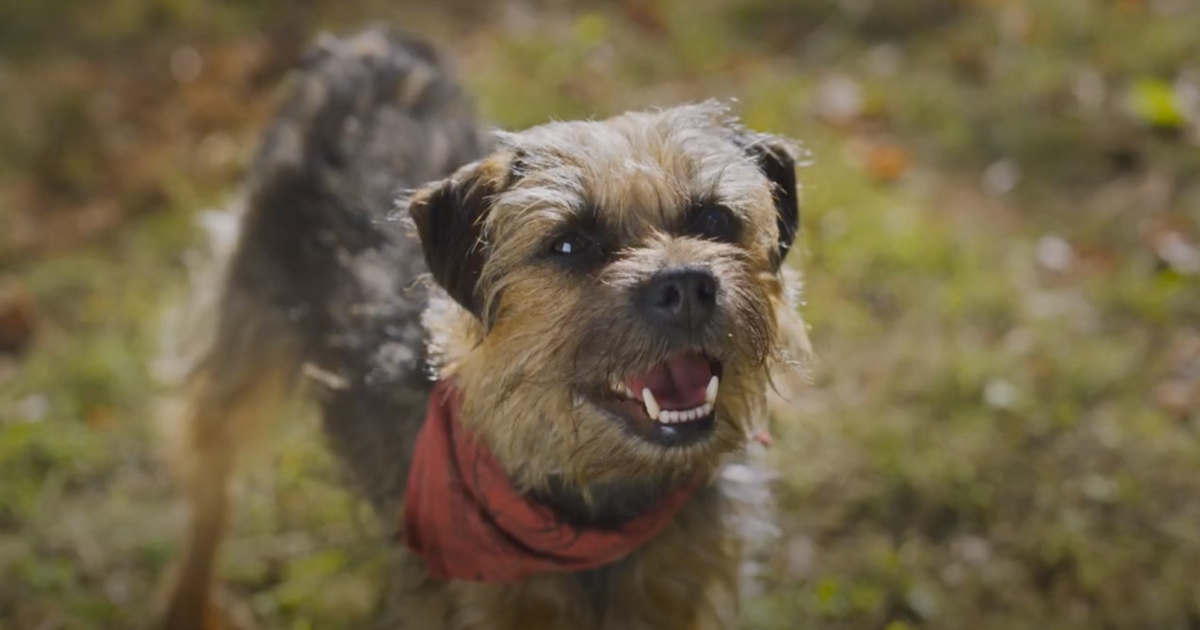 Will Ferrell Likens Strays to an ‘RRated Homeward Bound’