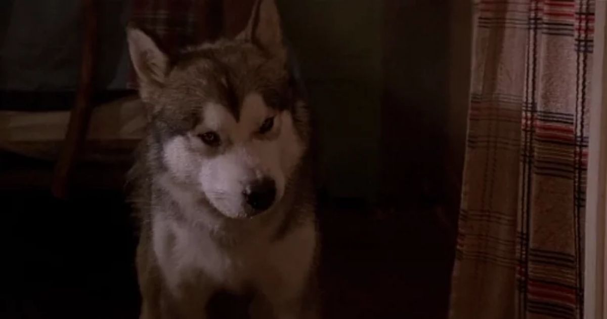 The husky Nanook from The Lost Boys