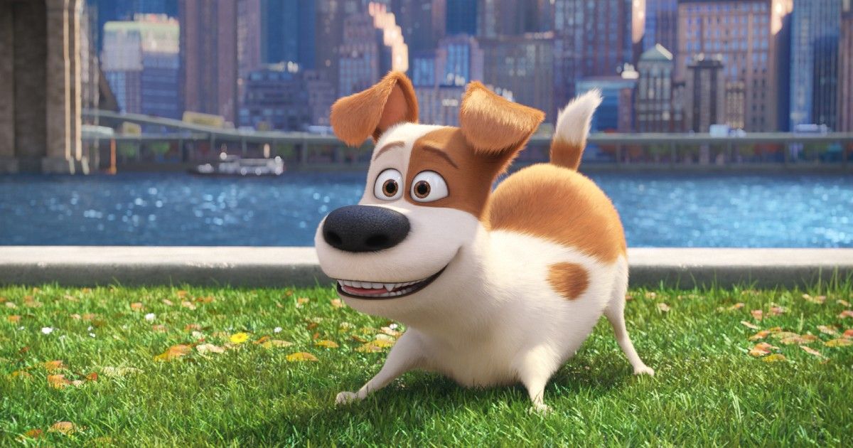 Max from Secret Life of Pets on the lawn at the dog park.