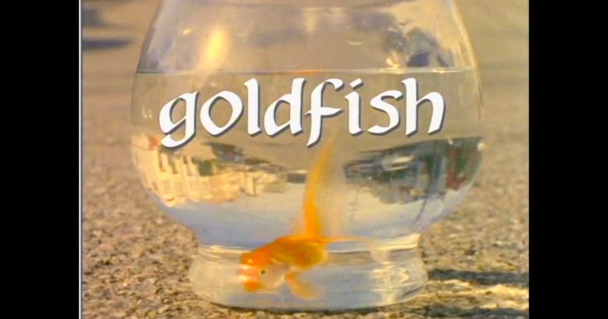 Goldfish Spike Jonze