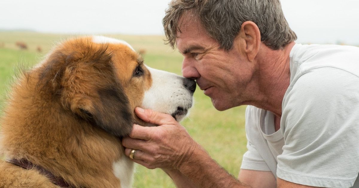 A scene from A Dog's Purpose