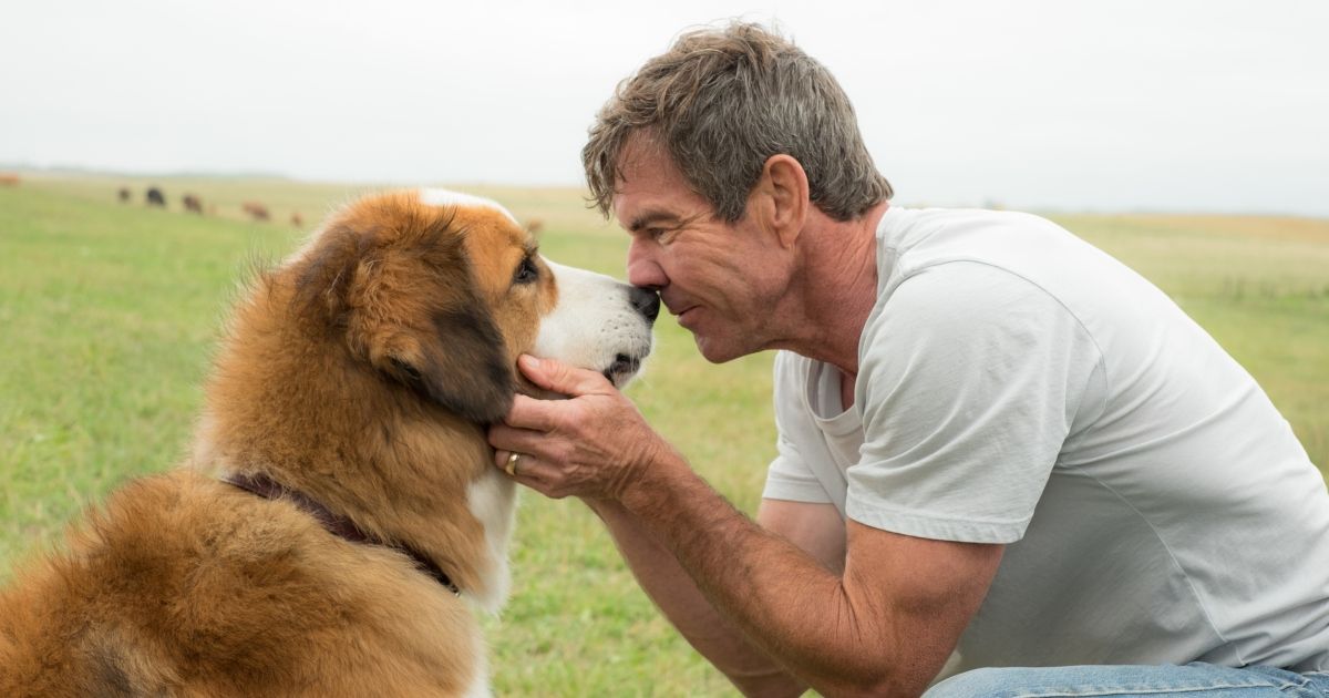 A scene from A Dog's Purpose (2017)