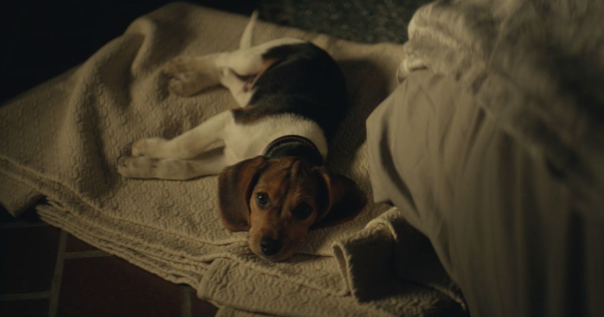 Daisy the Beagle from John Wick