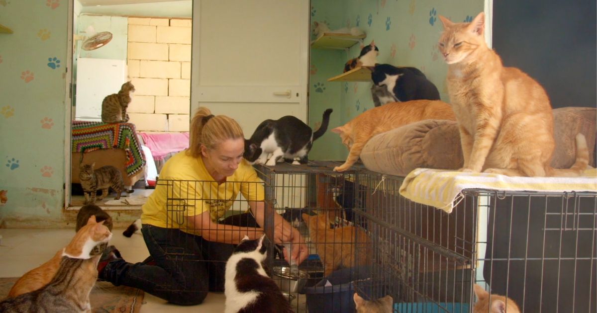 Animal Guardians Cat Cafe Sanctuary 