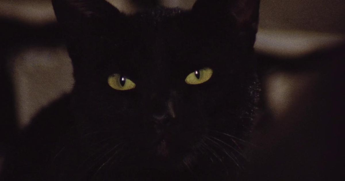 THE BLACK CAT Filme Internacional Italiano