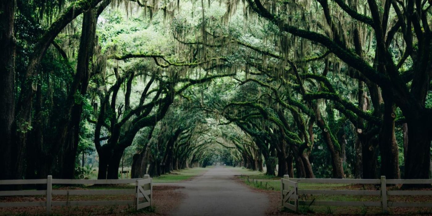 A Tree Lined Street in Southern Gothic