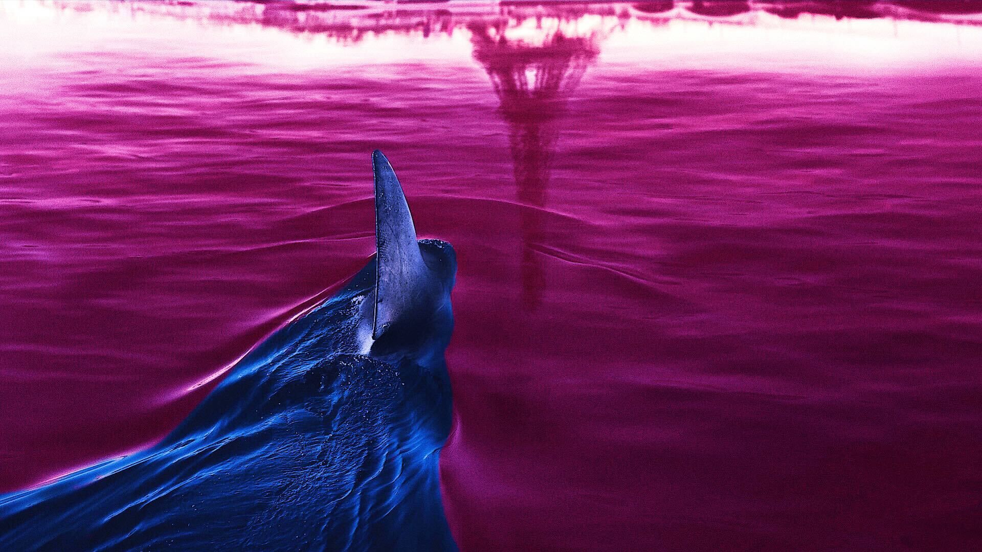 An edited image of a shark swimming underneath the water with the reflection of the Eiffel Tower in front of it 